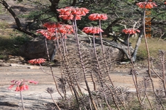 Kalanchoe tubiflora